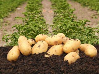 Potato variety Felox: description and characteristics, reviews, photos