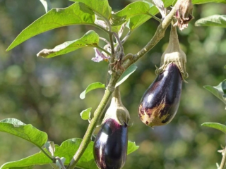 Diseases of eggplants in open ground: description with photographs, methods of treatment