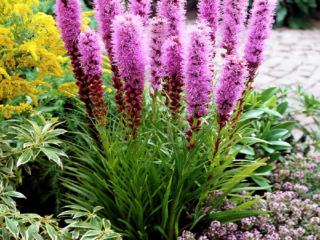 Liatris spicata: menanam dengan ubi, jenis, gambar dalam reka bentuk landskap taman
