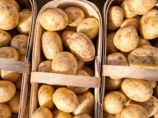 Variété de pomme de terre Vympel: caractéristiques et description, photos, avis