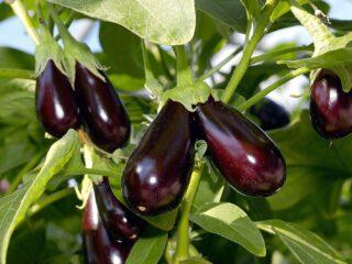 Tvorba baklažánov na otvorenom priestranstve: schéma, video