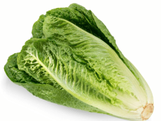 Romaine lettuce (romaine): beneficial properties, cultivation, description of the variety, photos, reviews
