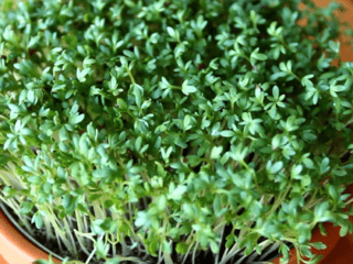 Microgreens žerucha: výhody a škody, fotografie, ako pestovať, chuť, ako dlho rastie