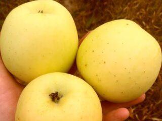 Kastel's apple tree: photos and descriptions, reviews