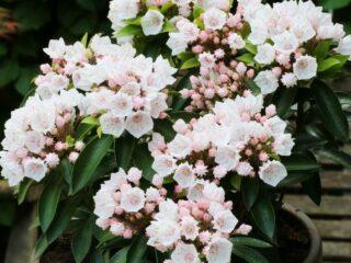 Kalmia broadleaf: photo and description, winter hardiness, reviews in the Moscow region