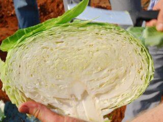 Odroda kapusty Vestri F1: recenzie, popis, vlastnosti