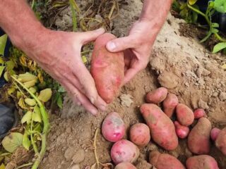 Potato varieties with yellow flesh