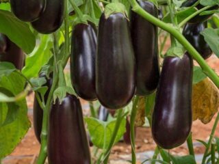 Arroser les aubergines dans une serre en polycarbonate : à quelle fréquence après la plantation