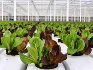 Planting lettuce in a polycarbonate greenhouse: before winter, early spring, autumn