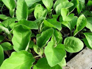Why do eggplant seedlings turn yellow on the windowsill and what to do?