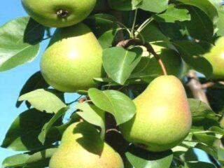 Columnar pear Tenderness: variety description, photos, reviews