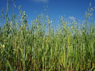 Green manure for the garden in the fall after potatoes: what is better, which ones to plant