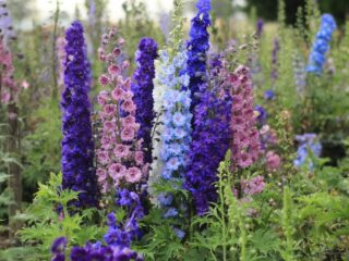 Ako pestovať delphinium zo semien doma: trvalé a ročné