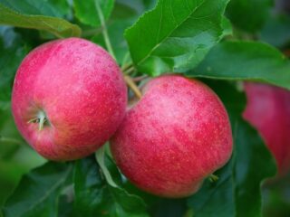 Appelboomvariëteit Geheugen van Ulyanishchev: foto en beschrijving, beoordelingen van tuiniers