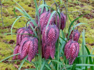 Lieskový tetrov perzský (fritillaria): kedy zasadiť, popis a fotografia