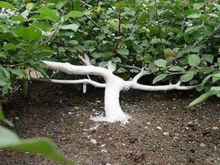 Plantar e podar macieiras rasteiras