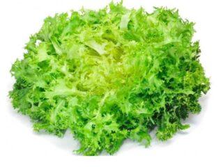 Frisée šalát (frisse): popis, druhy, výhody, obsah kalórií na 100 gramov