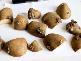 How to plant potatoes with eyes