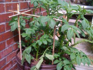 Growing potatoes in a barrel: technology, video, reviews