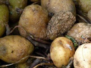 Est-il possible de planter des pommes de terre surgelées ?