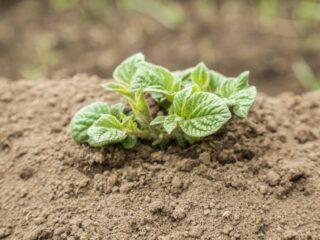 ¿Cuántos días tardan las patatas en brotar después de plantarlas?