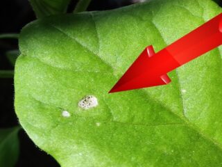 White spots on eggplant leaves: in a greenhouse, on seedlings, photo, treatment