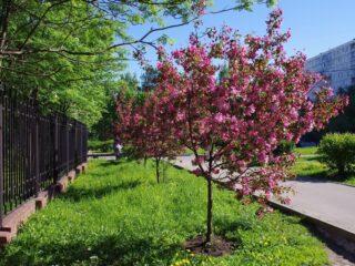 Decorative apple tree Royalty: photo in landscape design, description of the variety, planting, care