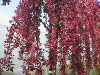 Description and best varieties of ornamental apple trees