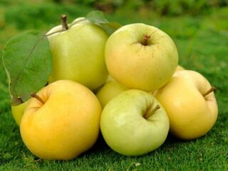 Apple tree variety Ural bulk: photo and description