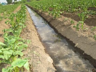 Watering potatoes in open ground: how often, after planting, during flowering