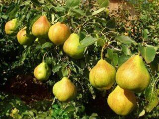 Permyachka pear variety: description, photos, reviews