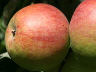 Orlinka apple variety: photo and description
