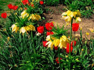 Kvety fritillaria (fritillaria): výsadba a starostlivosť, rozmnožovanie, fotografia, presádzanie