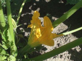 Barren flower on zucchini in open ground: what to do, photo