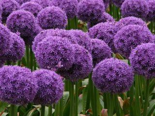 Decorative Aflatun onion: photo, planting and care