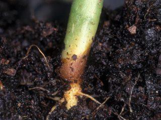 Čierna noha v kapuste: ako sa prejavuje, ako bojovať, patogén