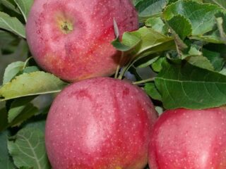 The best varieties of columnar apple trees for central Russia
