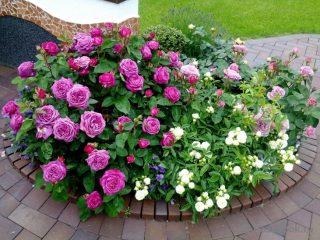 Mengapa daun mawar taman menjadi kuning dan apa yang perlu dilakukan?