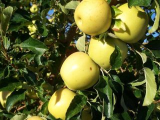 Apple tree in memory of Lavrikov: description and photo