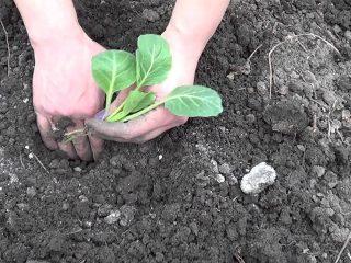 Kŕmenie kapusty kyselinou boritou