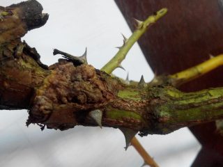 Why does the stem of a rose turn black: under a bud, garden, indoor, what to do