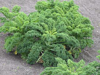 Odrody a technológia pestovania kŕmnej kapusty