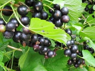 Ribizlifajta Black Boomer: leírás, fotók, vélemények
