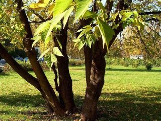 How to get rid of an American maple tree on your property forever
