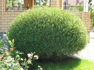 Curly willow: description, photo in landscape design