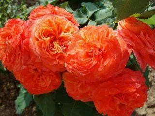 Exfoliante de rosas Emilien Guillot: foto y descripción, críticas.