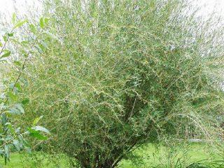 Willow Ledebura Pendula (Snow Globe): description and photo