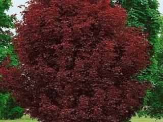 Norway maple Crimson King: photo, description, reproduction
