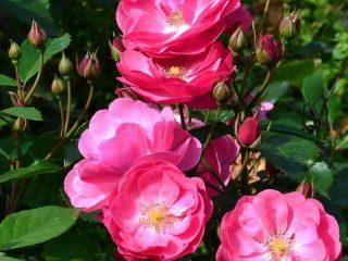 Rose floribunda Angela: fotografia a popis, recenzie