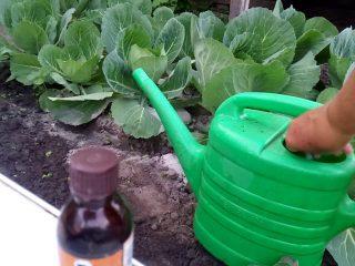 Ako zalievať kapustu na viazanie hláv